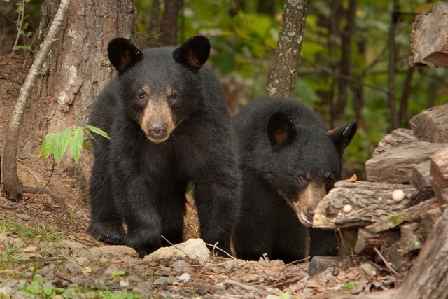 Black-bears-in-the-Smoky-Mountains